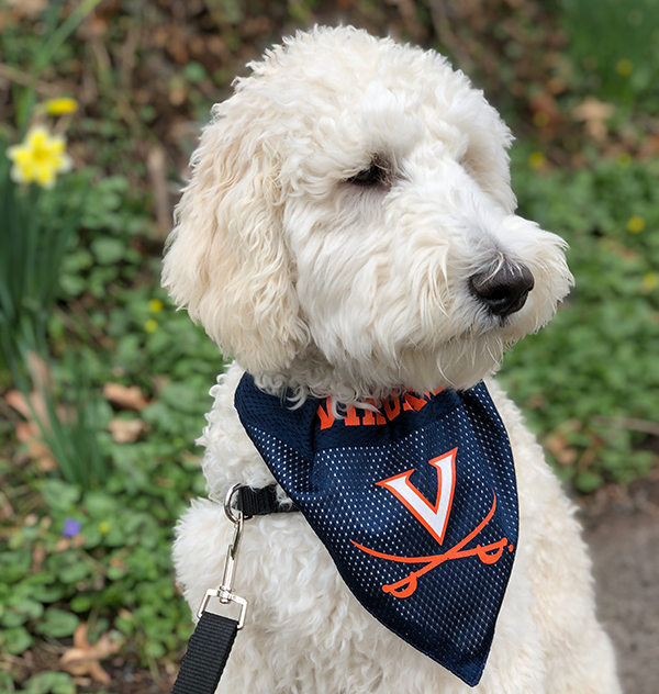 Mickey the Labradoodle