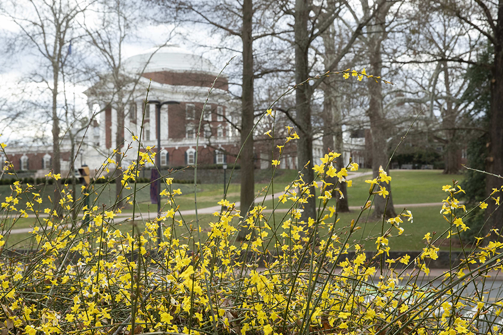 UVA Rotunda behind spring flowers